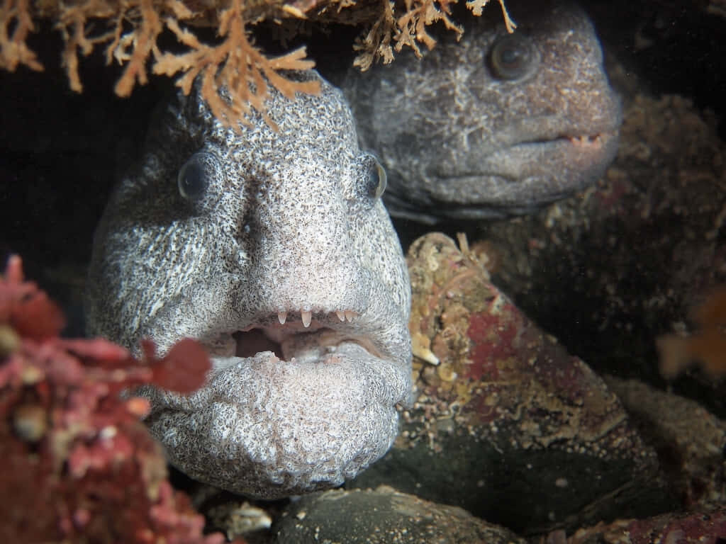 Colorful Underwater Scene with Curious Wolf Eels and Marine Life Wallpaper