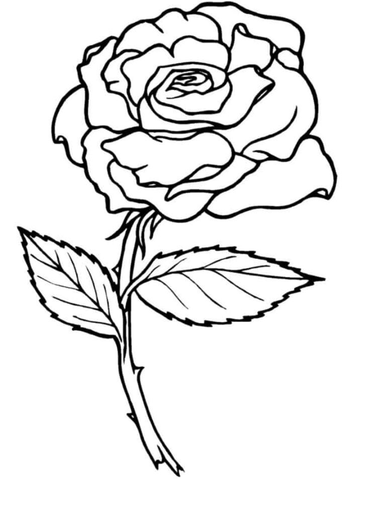 Elegant Black and White Rose Bloom Wallpaper for Coloring Fun