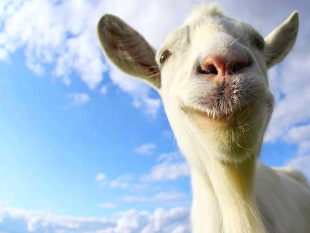 Curious Goat Close-Up Against Blue Sky - Playful Wallpaper