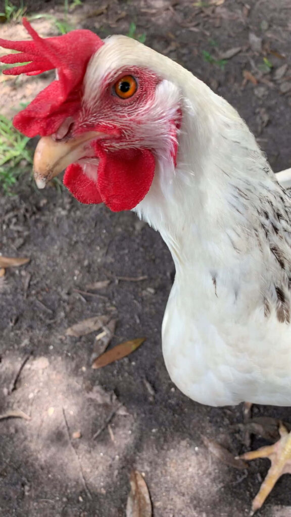 Close-Up of Angry Chicken: Comical Wallpaper with Vibrant Colors