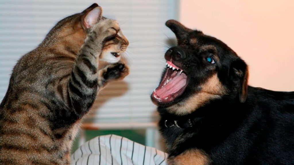 Playful Dog and Cat Rivalry Wallpaper – Comical Pet Scene