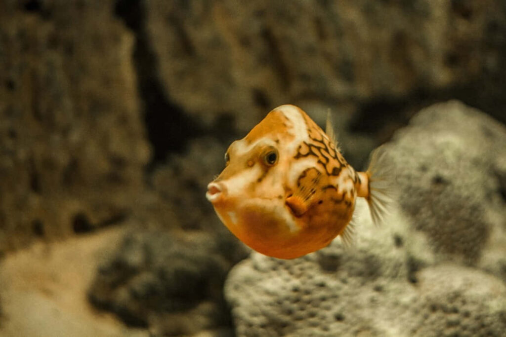 Playful Pouting Fish Wallpaper - Charming Underwater Scene