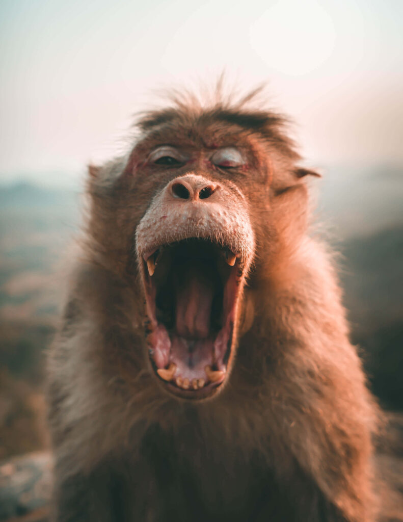 Comical Monkey Yawn Wallpaper: Expressive Face in Nature's Background