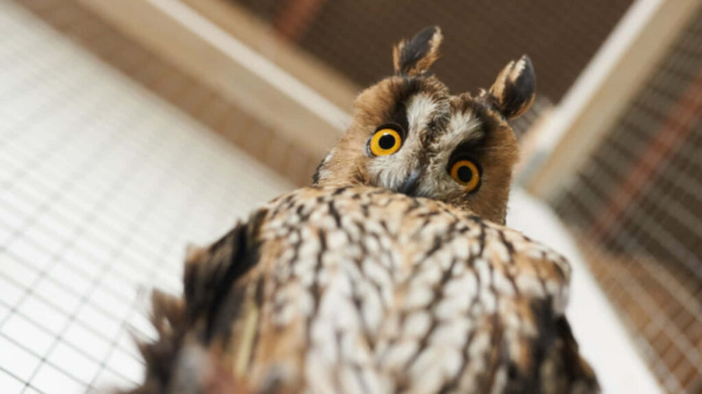 Playful Owl Wallpaper: Curious Expression & Feather Details
