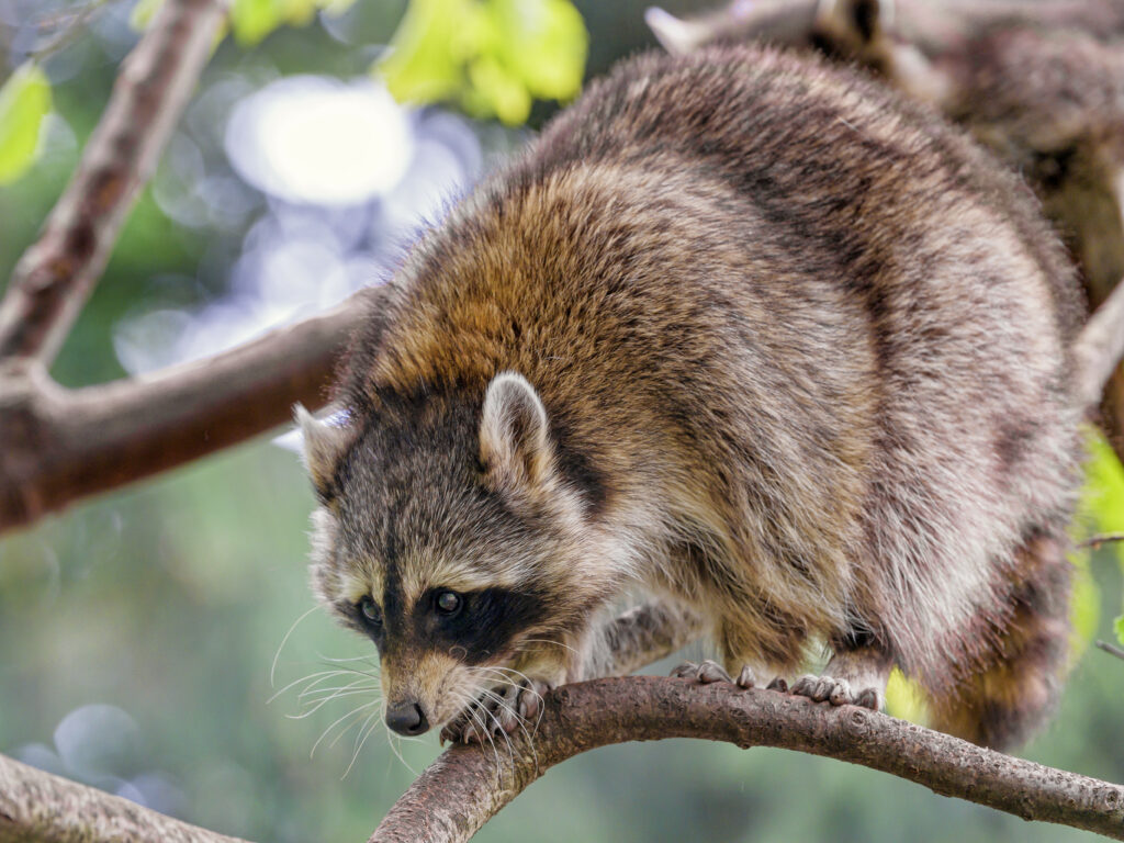 Comical Raccoon Balancing on Tree Branch - Humorous Wallpaper