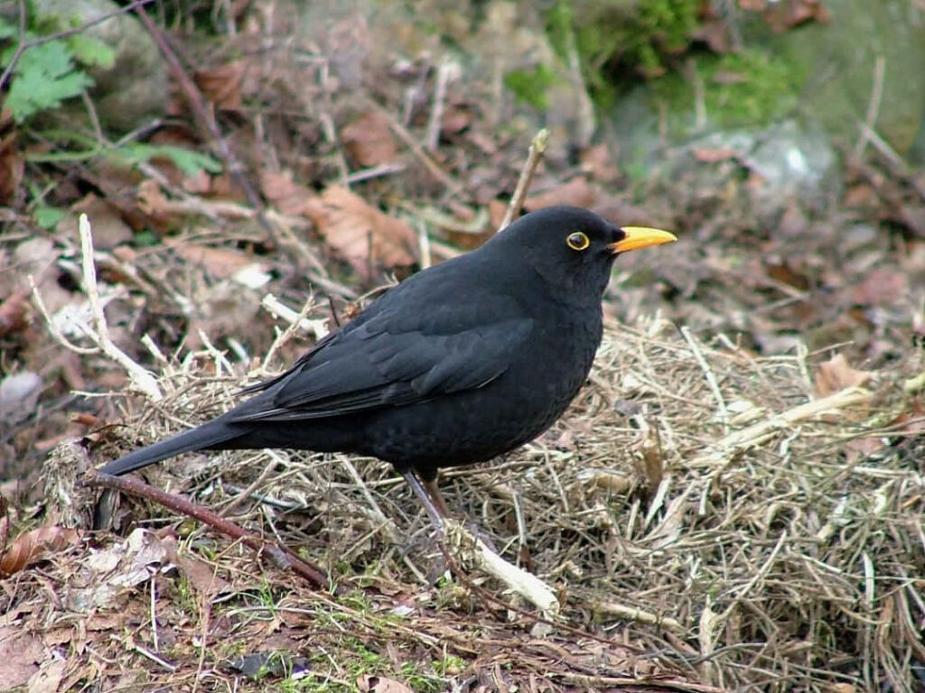 Common Blackbird in Natural Habitat: Serene Earthy Wallpaper