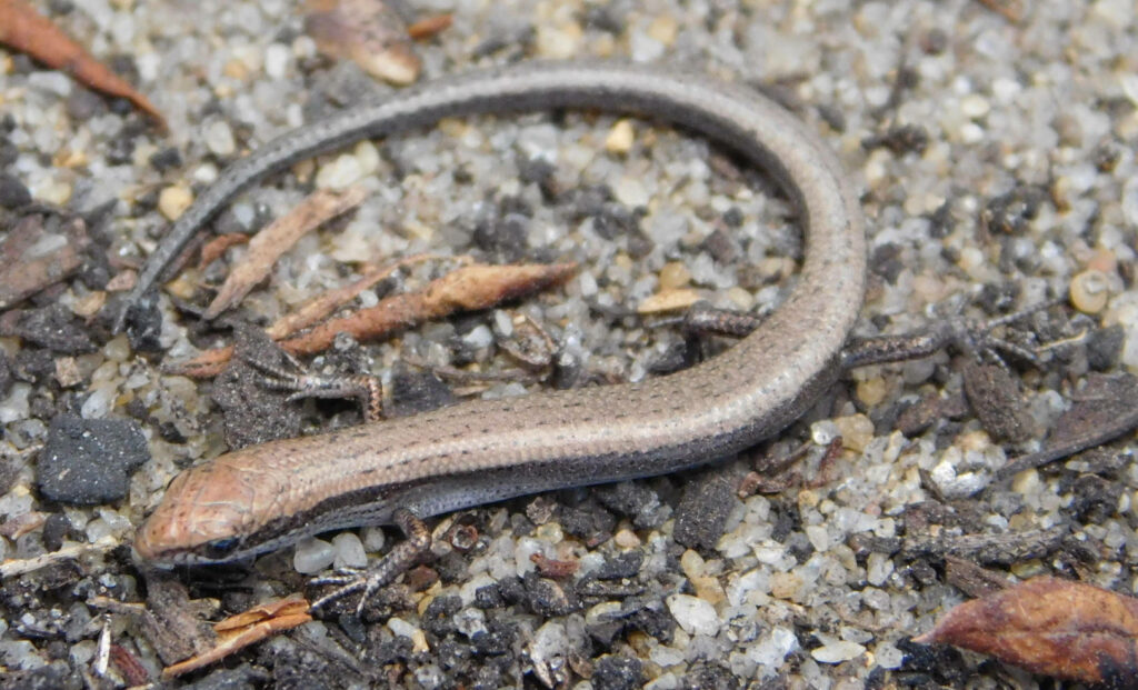 Close-Up of Common Dwarf Brown Ground Skink on Natural Gravel Background Wallpaper