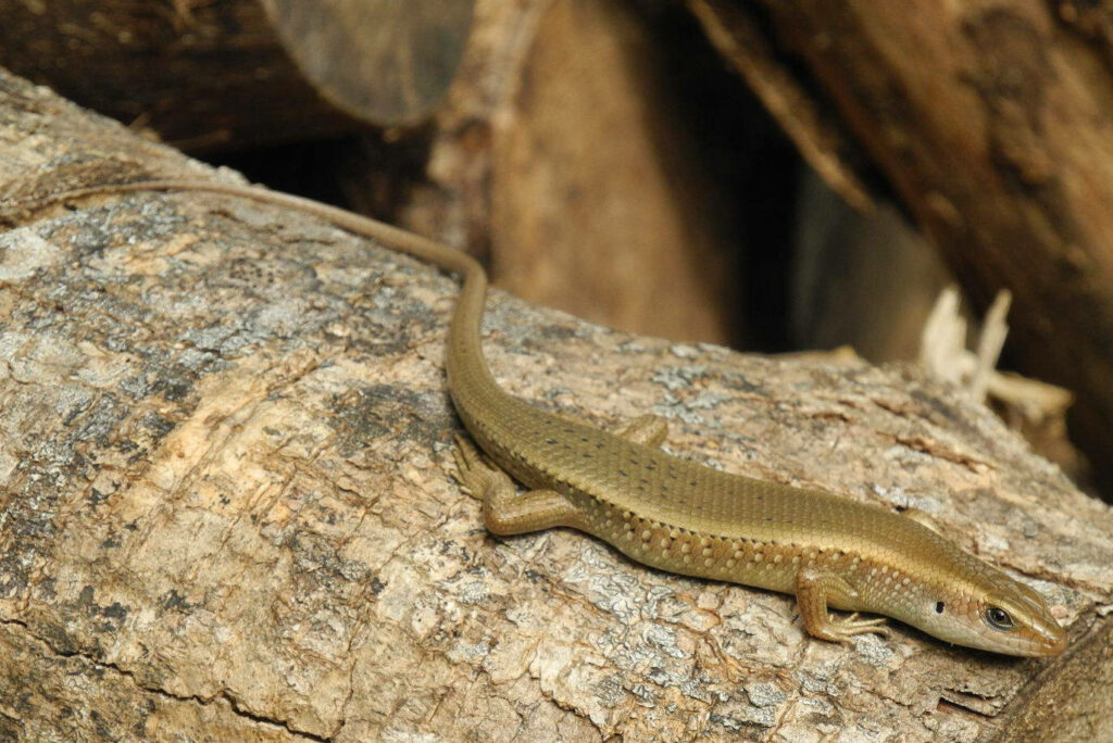 Common Sun Ground Skink Lizard Basking on Textured Log - Nature Background Wallpaper