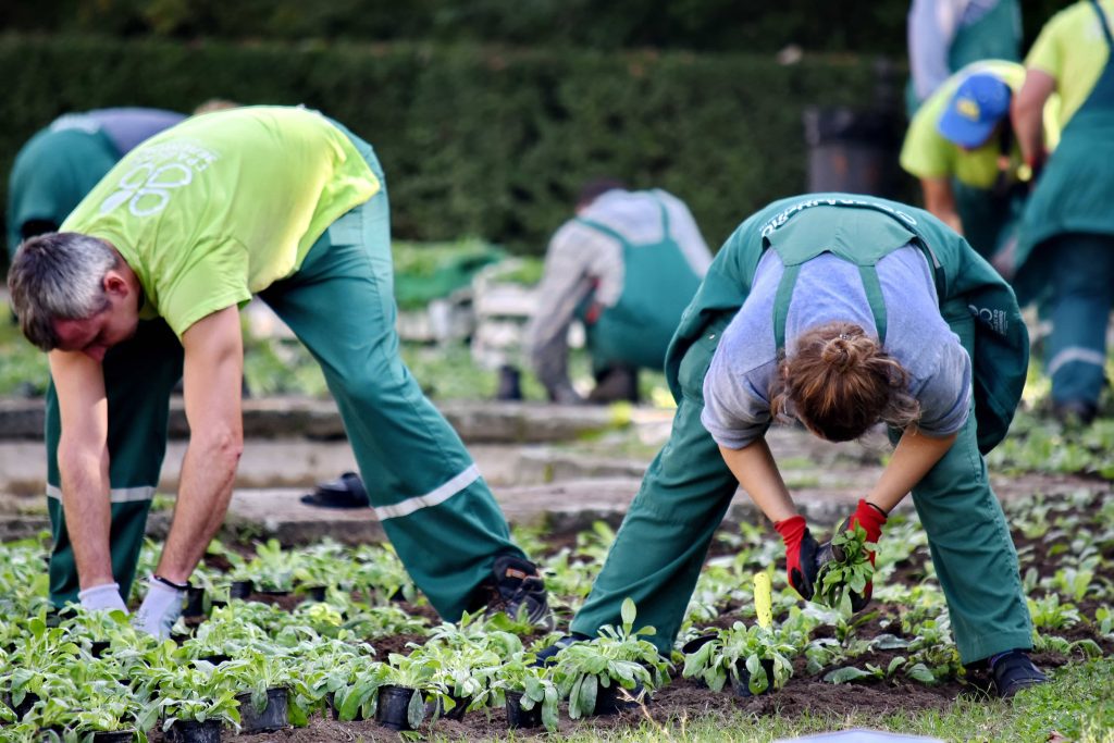 Gardeners planting seedlings in urban community vegetable garden with natural sunlight and soil Wallpaper