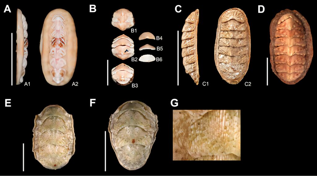 High-resolution comparative anatomy of Chitonidae shells showing dorsal and ventral views Wallpaper