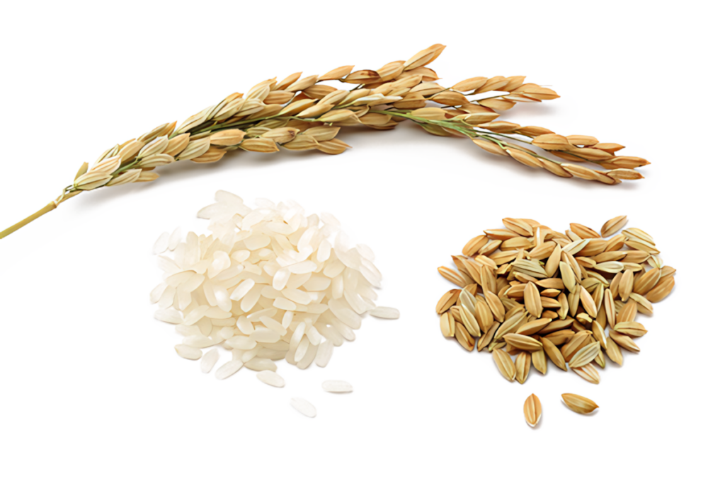 Rice Grains Wallpaper: Comparison of Harvested, Unhulled & Polished Rice