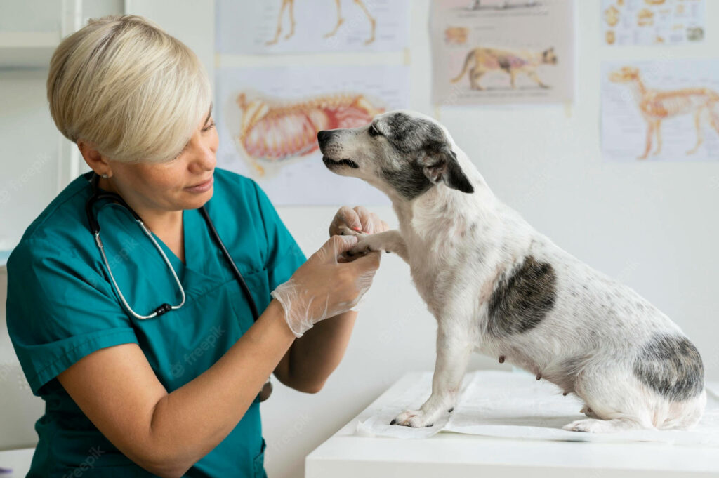 Caring veterinarian in teal scrubs gently examines small white and black dog paw in clinic Wallpaper