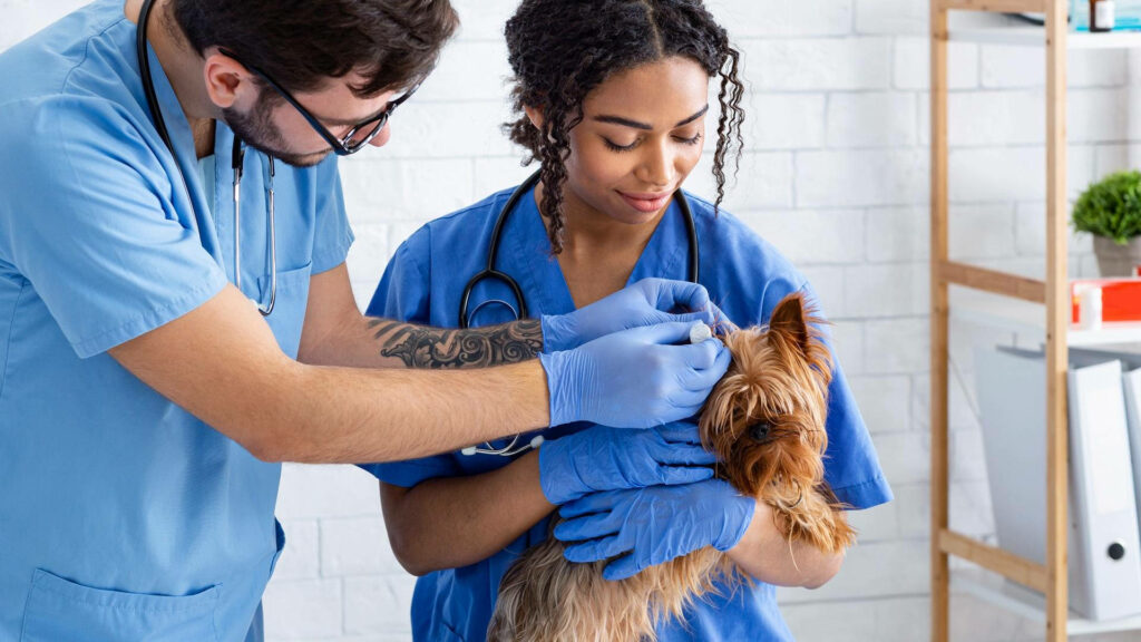 Two veterinarians in blue scrubs examining small dog in bright modern veterinary clinic Wallpaper