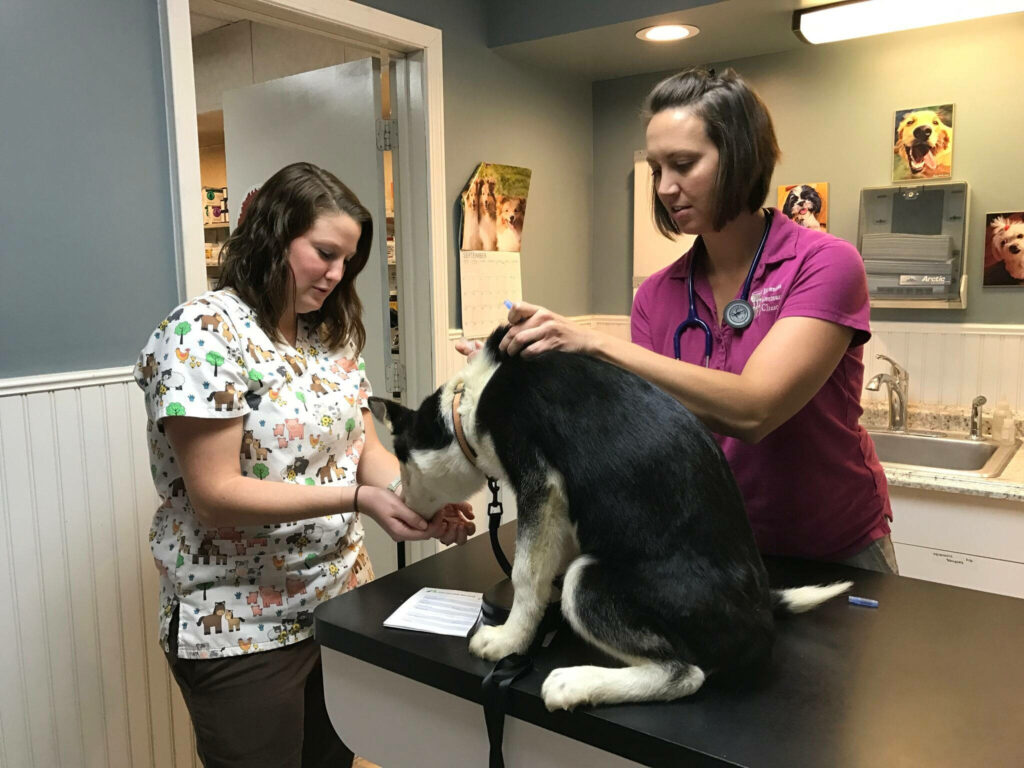 Veterinarian in pink uniform gently examining black and white dog while staff comforts pet in clinic Wallpaper
