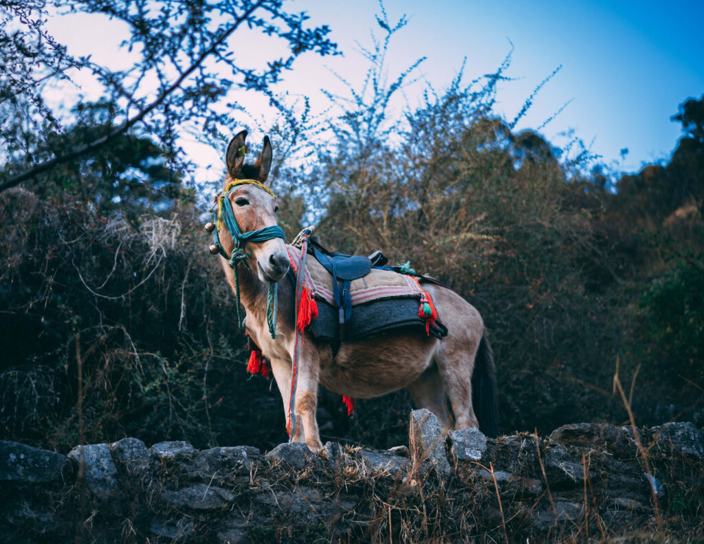 Donkey on stone wall with traditional saddle in rustic outdoor landscape and clear blue sky Wallpaper