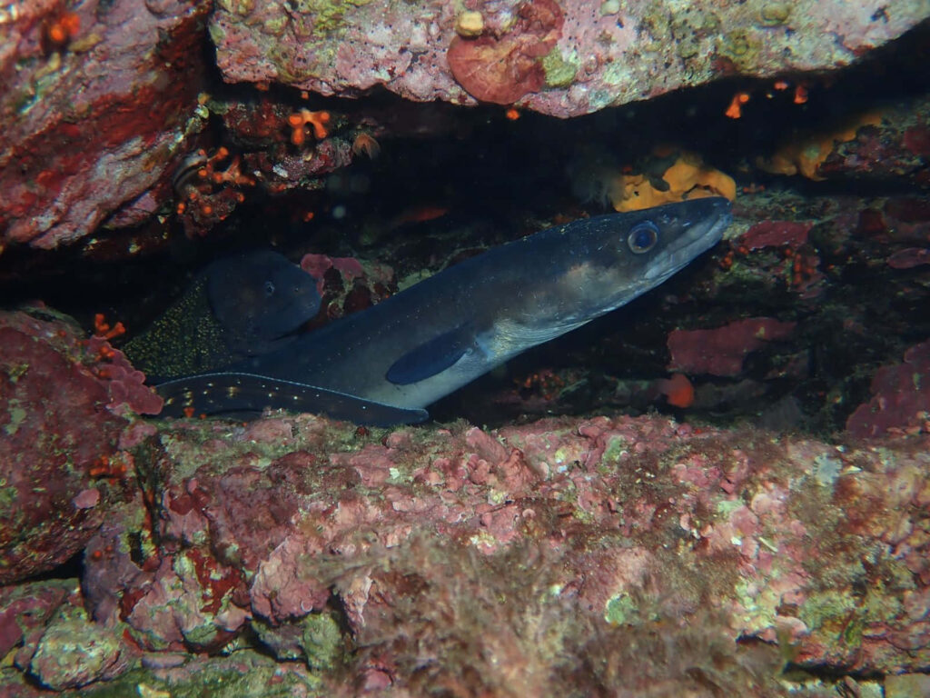 Conger eel camouflaged under reddish rocks on vibrant coral reef showcasing marine life depth Wallpaper