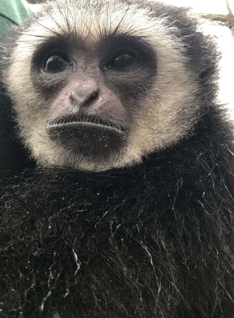 Peaceful Gibbon Embracing Nature's Bliss Wallpaper