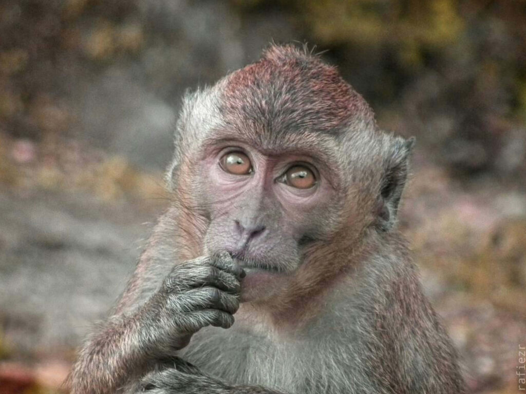 Close-up portrait of a contemplative baboon with detailed fur textures and thoughtful gaze wallpaper