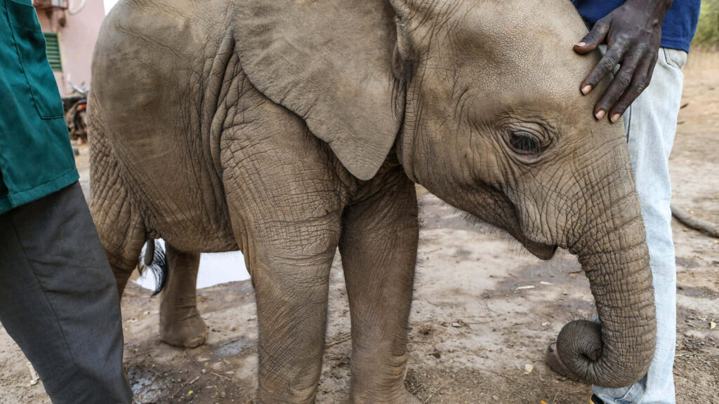 Tender Baby Elephant in Soft Light - Emotional Wallpaper Background
