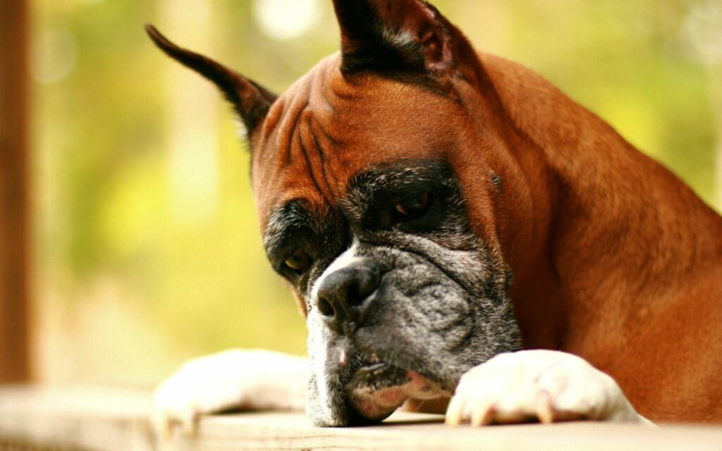 Contemplative Boxer Dog Wallpaper: Expressive Face & Blurred Nature