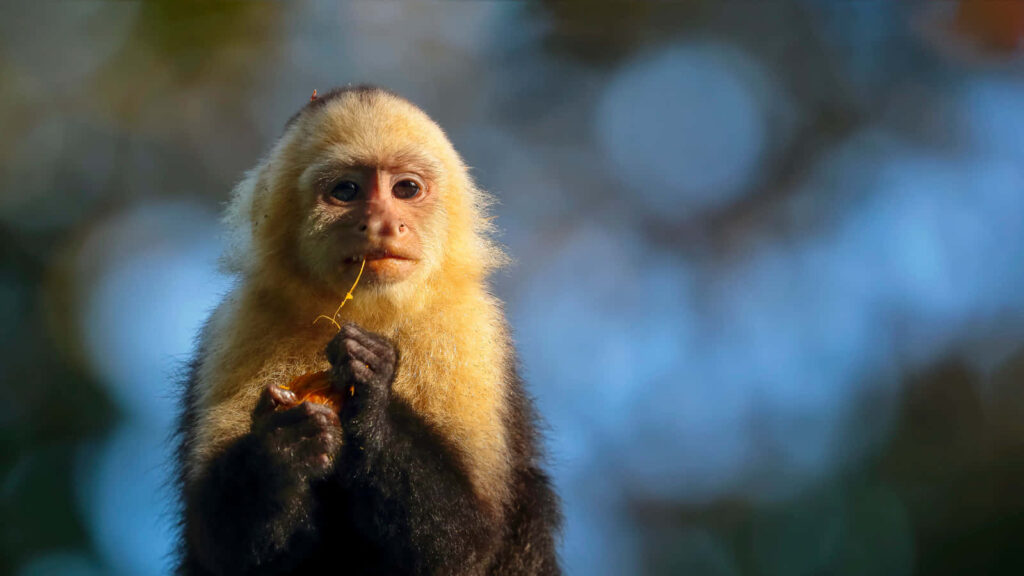 Contemplative Capuchin Monkey Wallpaper with Natural Blurred Background