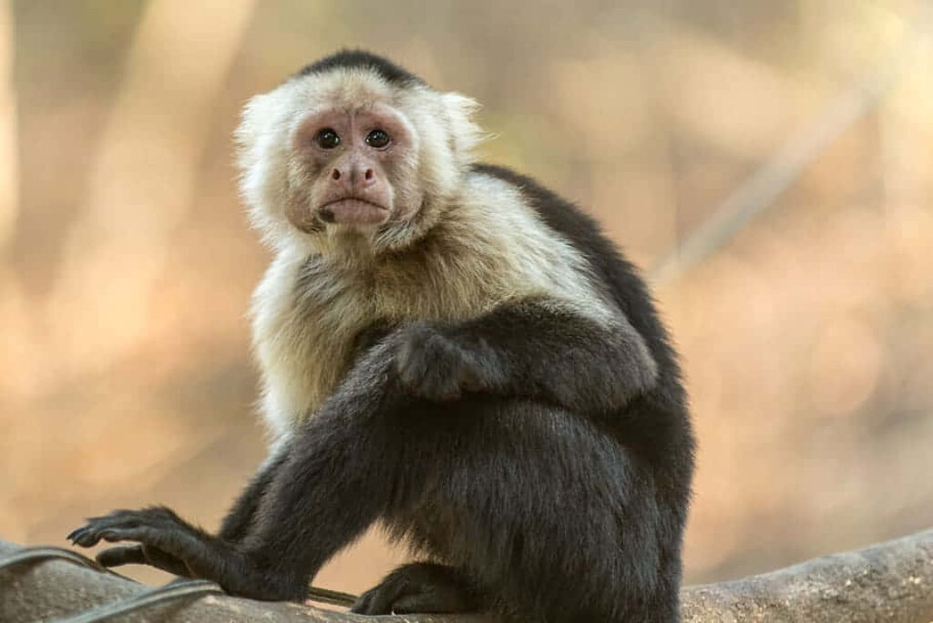 Thoughtful Capuchin Monkey on Tree Branch in Serene Background Wallpaper