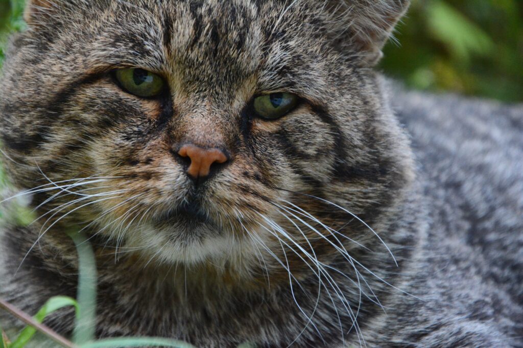 Close-Up Cat Wallpaper: Striking Green Eyes & Textured Muzzle