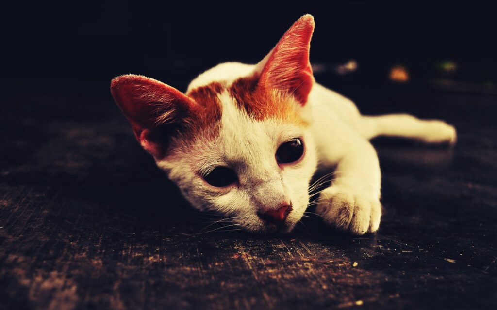 Introspective Cat Wallpaper: A Study in Light and Shadow