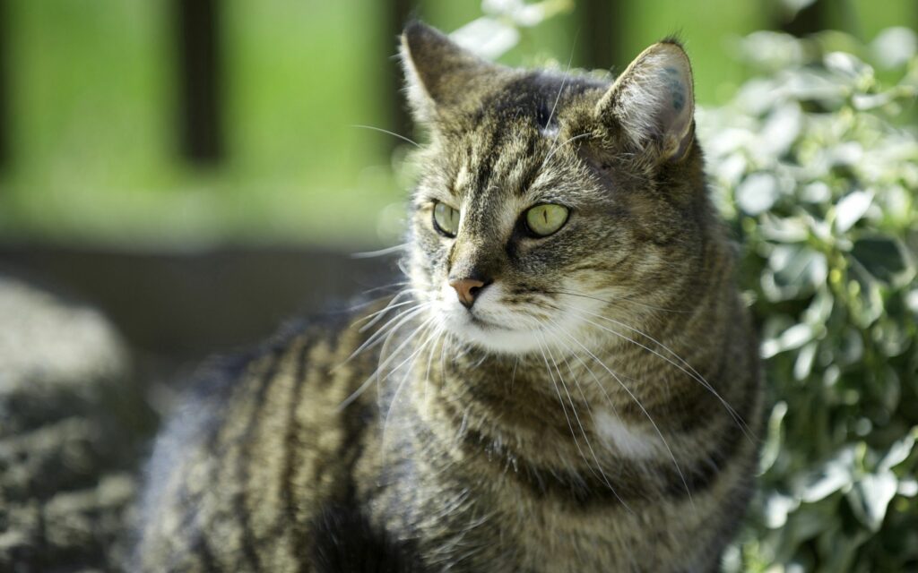 Contemplative Cat in Sunlit Grass - 2560x1600 Wallpaper