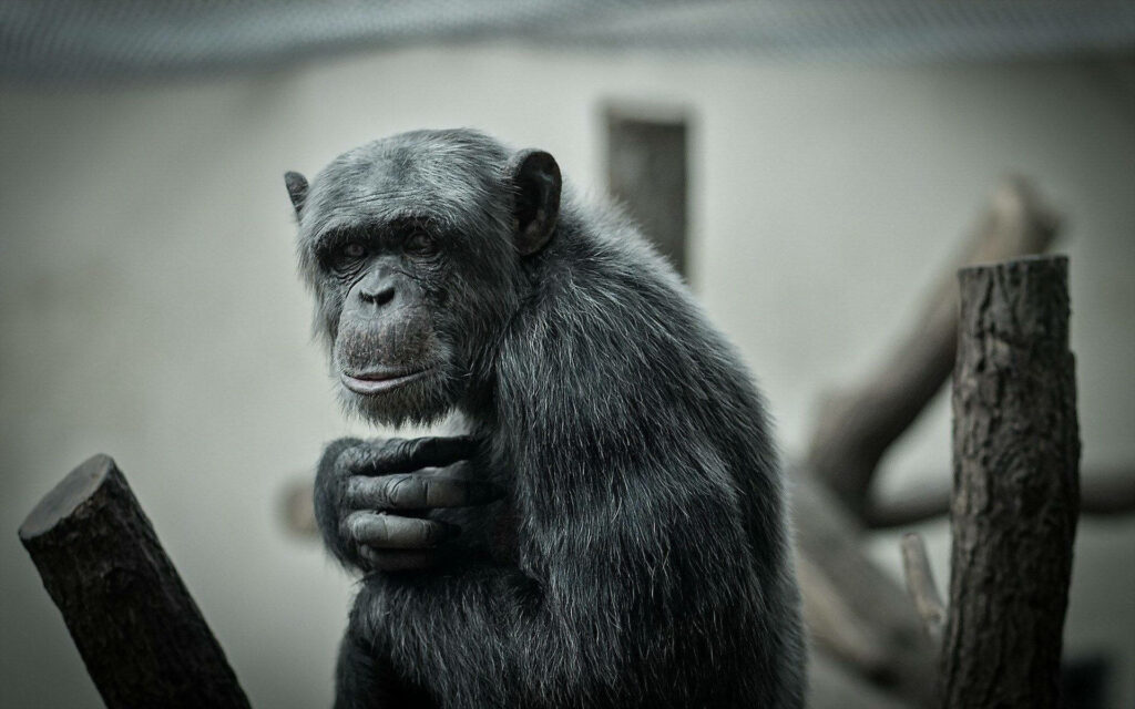 Monochrome chimpanzee sitting on tree branches detailed fur expressive face grayscale wallpaper