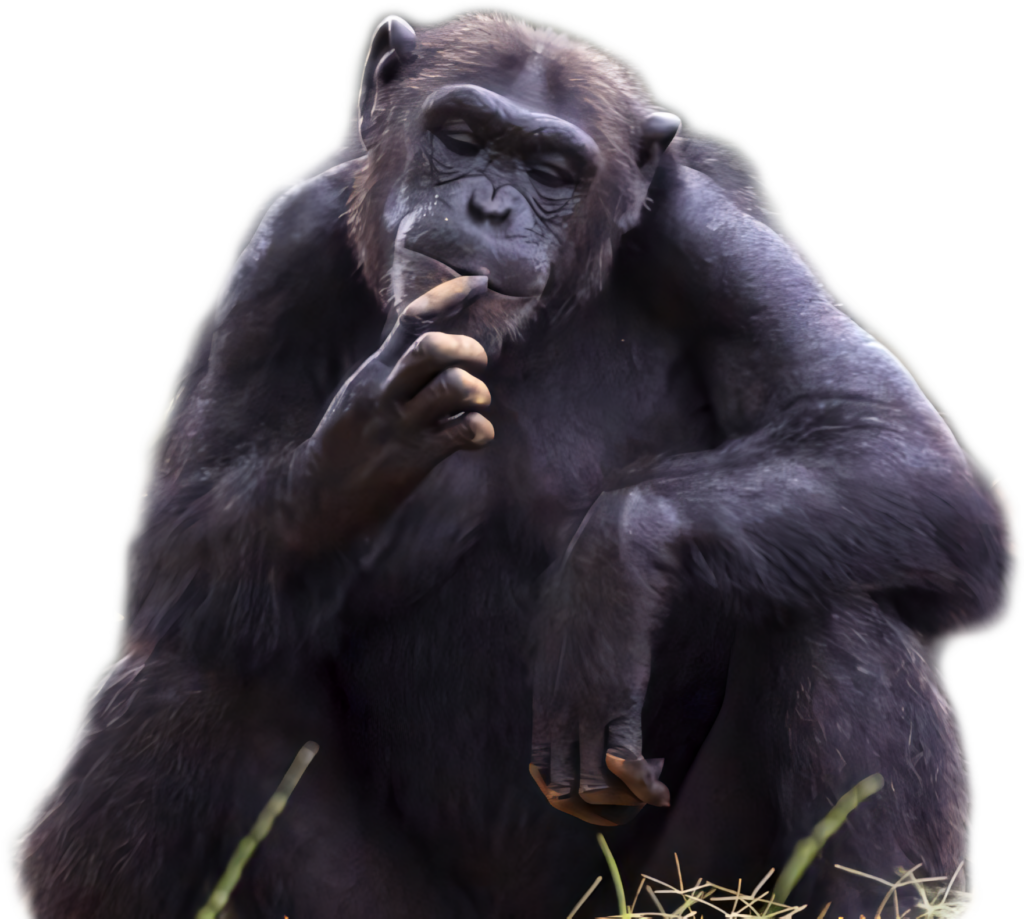 Contemplative Chimpanzee Wallpaper: Expressive & Thoughtful Background