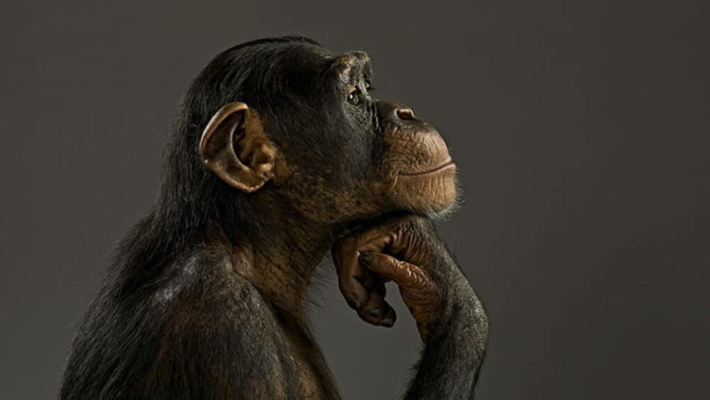 Contemplative Chimpanzee Wallpaper: Gray Background & Primate Curiosity