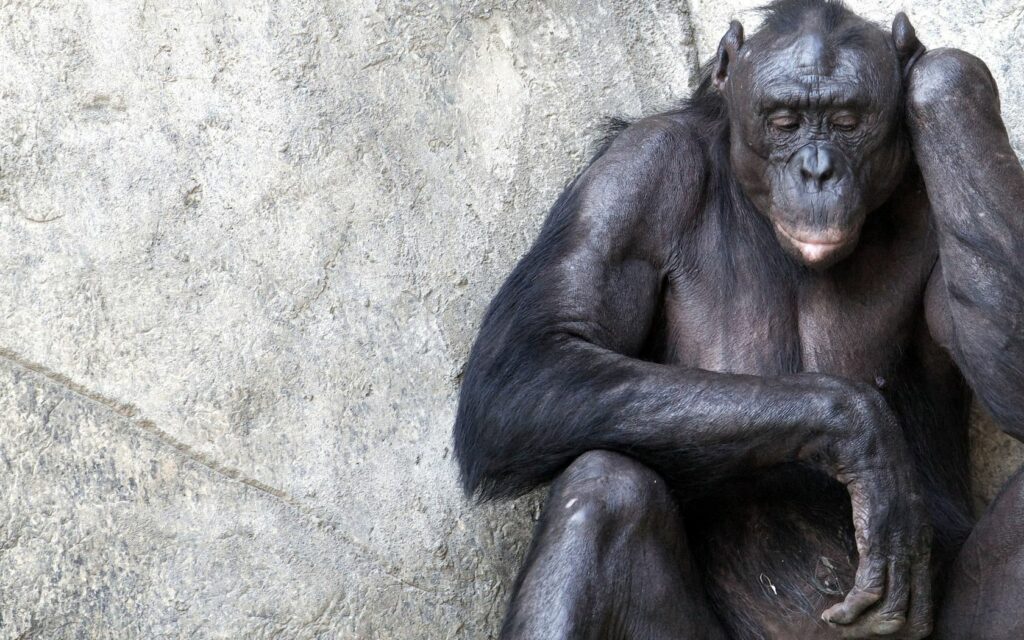 Contemplative Chimpanzee Wallpaper: Serene Nature Background