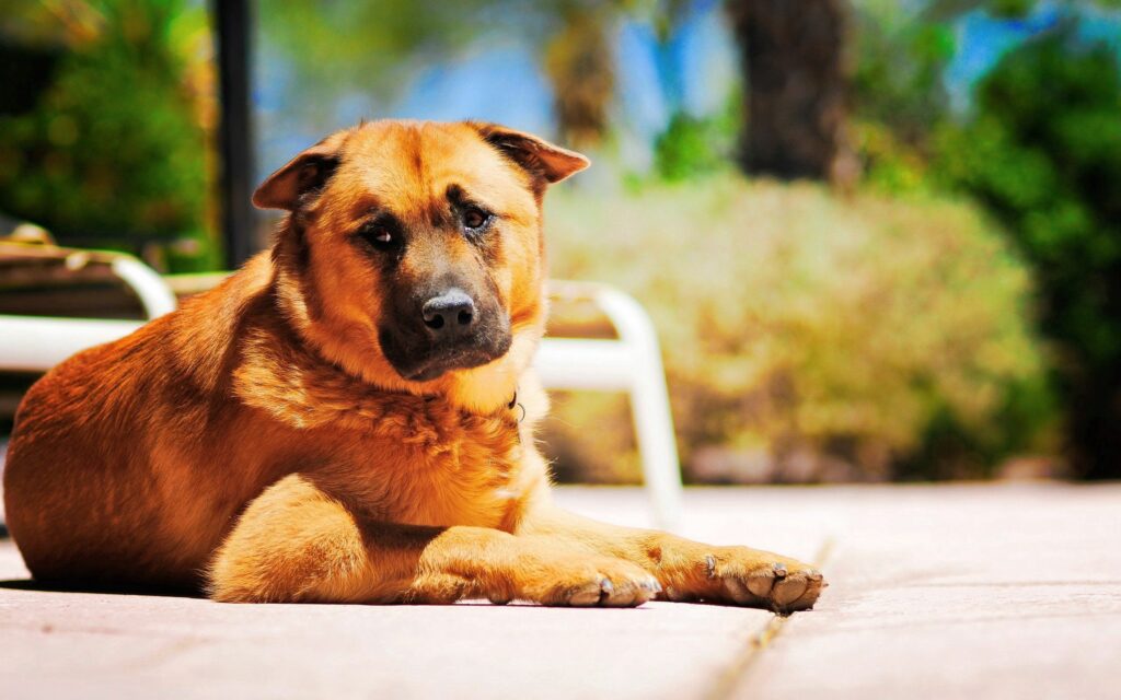 Contemplative Dog on Sunlit Path: Poignant Natural Background Wallpaper