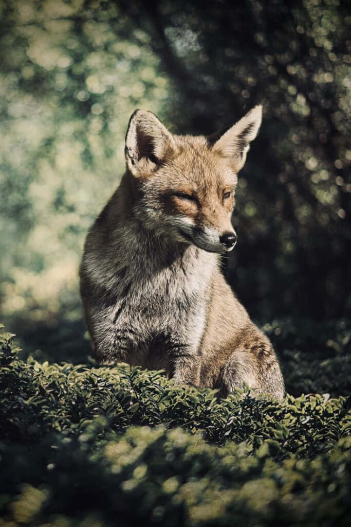 Serene Fox Wallpaper in Lush Greenery with Soft Sunlight