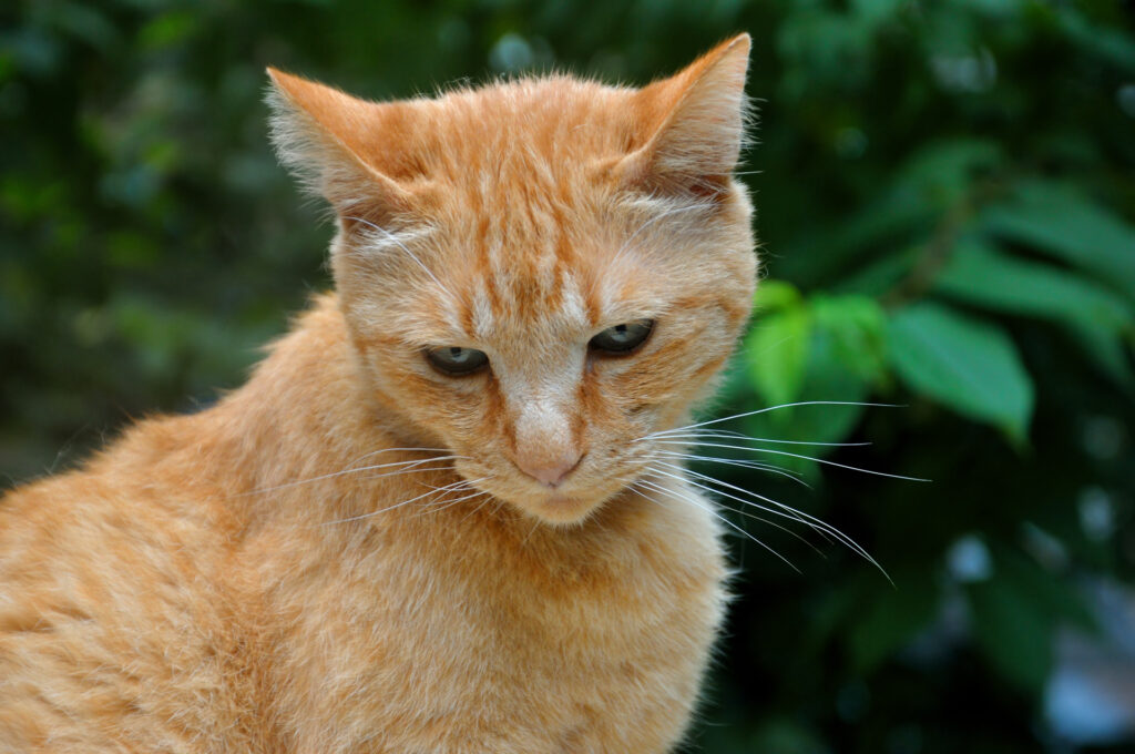 Contemplative Ginger Tabby Cat with Striking Fur Markings in Nature Wallpaper