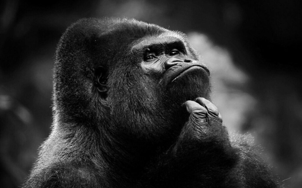 Contemplative Gorilla Wallpaper: Striking Black and White Design