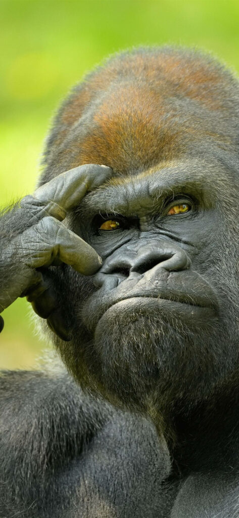 Contemplative Gorilla Wallpaper: Expressive Eyes on Soft Green Background