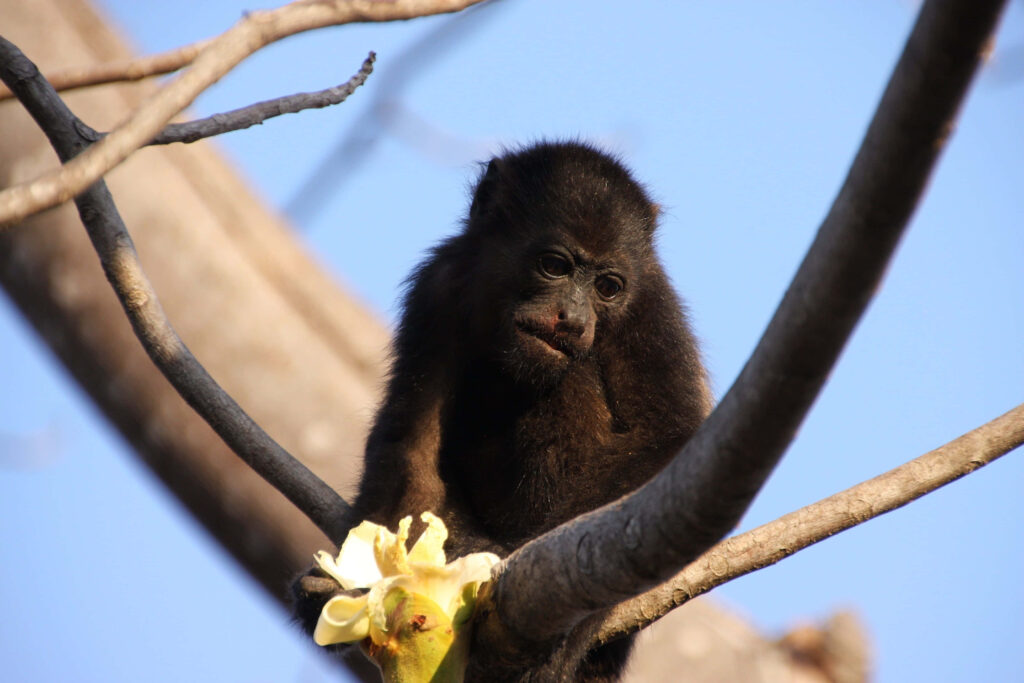 Contemplative Howler Monkey Wallpaper - Serene Blue Sky Scene