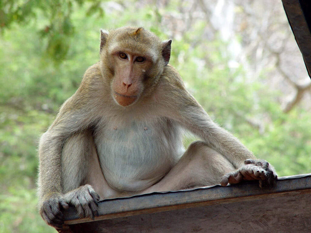 Contemplative Monkey in Lush Zoo Habitat – Serene Nature Background Wallpaper