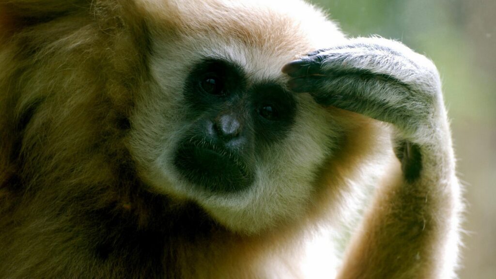Contemplative Monkey Close-Up: Reflective Expression Wallpaper