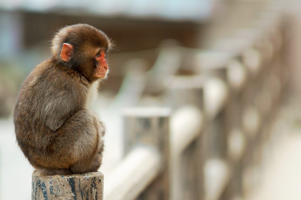 Serene Monkey on Wooden Post: Warm Nature Background Wallpaper