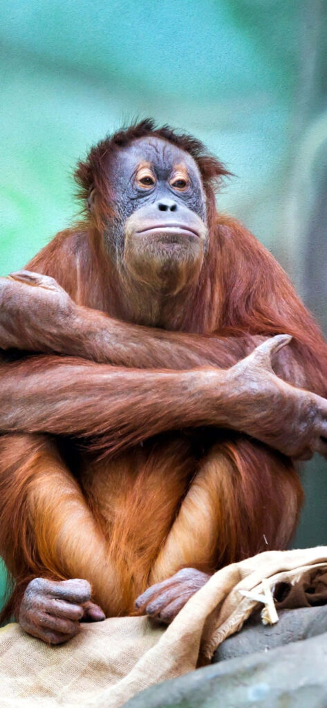 Contemplative Orangutan in Lush Greenery - Serene Nature Wallpaper