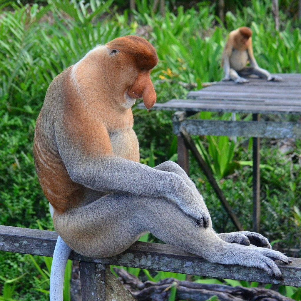 Contemplative Proboscis Monkey on Wood Among Lush Greenery Wallpaper
