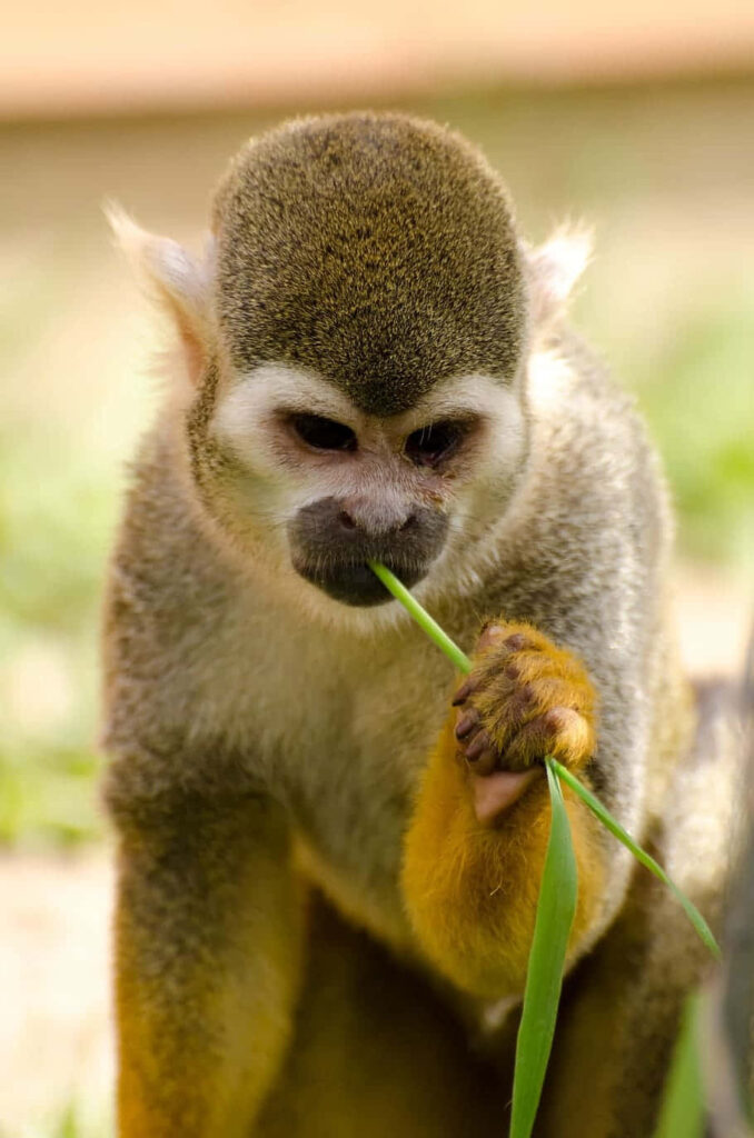 Squirrel Monkey Contemplating with Grass in Serene Natural Light Wallpaper