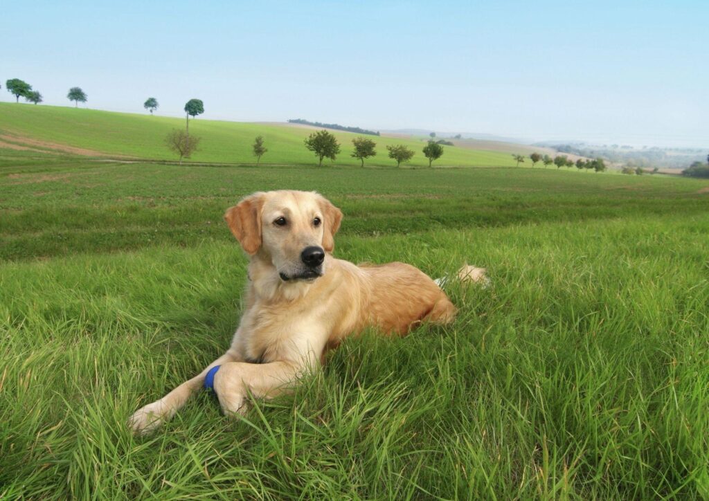 Relaxing Labrador Wallpaper: Nature's Serenity in 1920x1357
