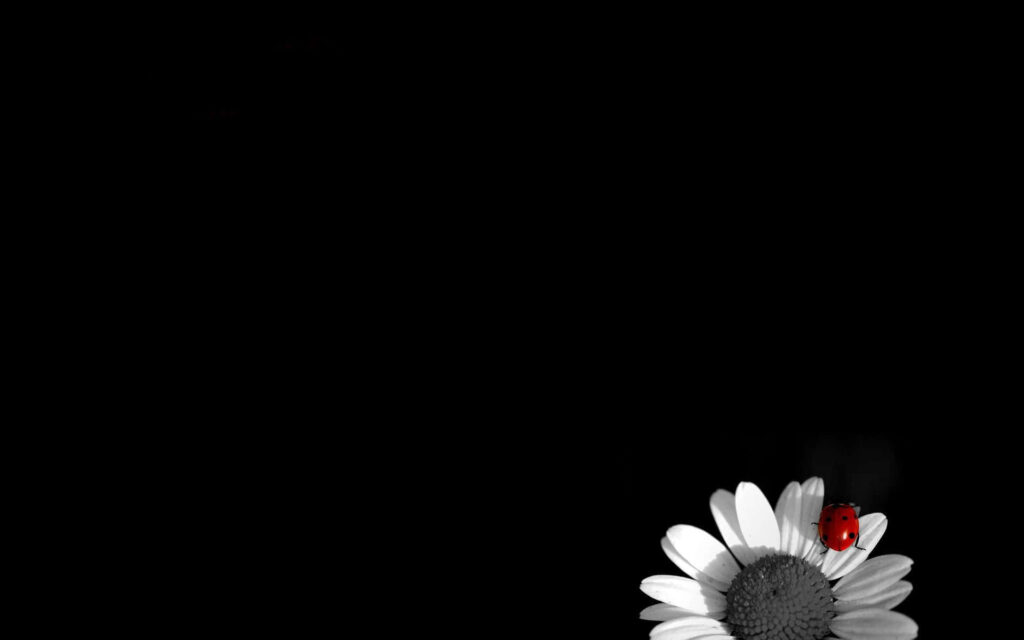 Contrasting Monochrome: A Captivating Encounter of a Daisy and Ladybug on Black and White PC Background Wallpaper