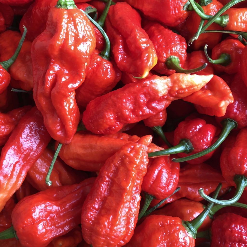 Close-up of fiery red Ghost Peppers with green stems showing wrinkled texture background Wallpaper