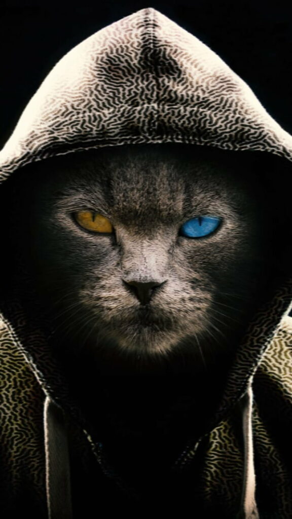 Cool Cat: A Stunning HD Phone Wallpaper Background Photo