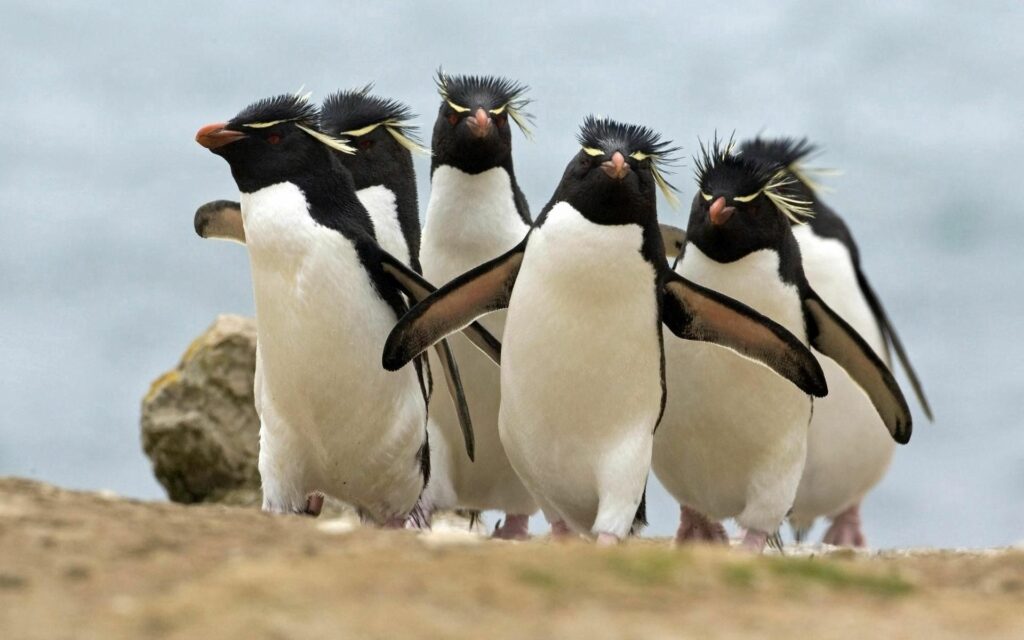 Coordinated Penguin Walk: Lively Group Against Coastal Backdrop Wallpaper